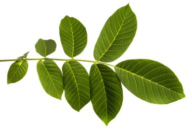 Beyaz arkaplanda yeşil ceviz yaprakları