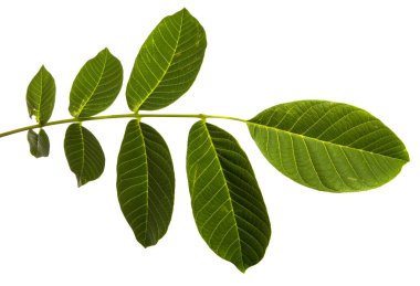 Beyaz arkaplanda yeşil ceviz yaprakları