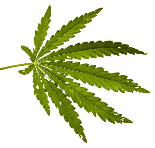 Zöld Kannabisz Levelek Fehér Háttér — Stock Fotó