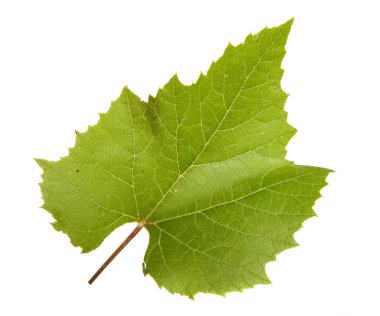 Beyaz arkaplanda yeşil asma yaprakları