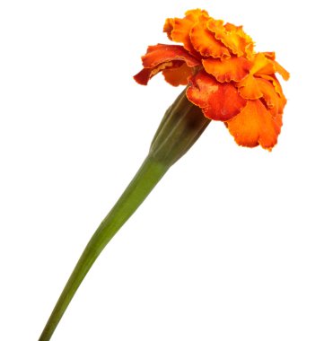 Beyaz arka planda çiçek açan turuncu kadife çiçekleri