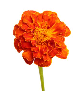 Beyaz arka planda çiçek açan turuncu kadife çiçekleri