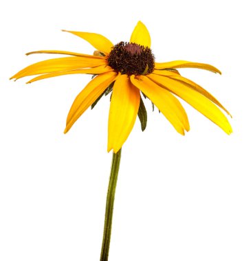 Beyaz arkaplanda açan sarı çiçek