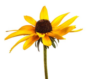 Beyaz arkaplanda açan sarı çiçek