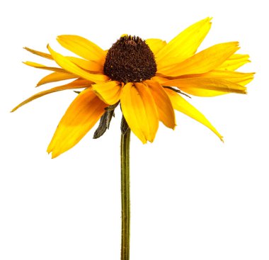 Beyaz arkaplanda açan sarı çiçek