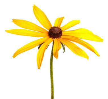 Beyaz arkaplanda açan sarı çiçek