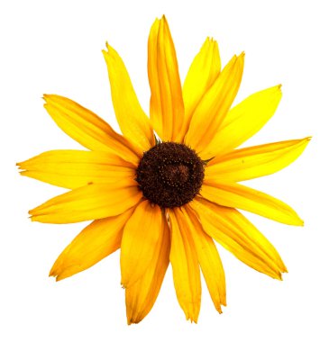 Beyaz arkaplanda açan sarı çiçek