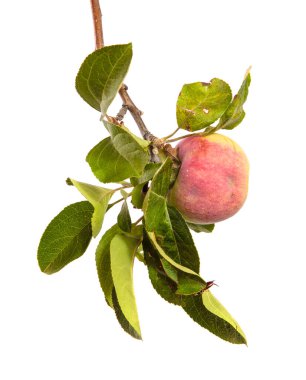 Beyaz arka planda bir dalda olgun sulu elmalar