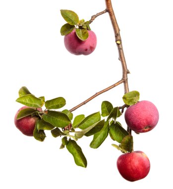 Beyaz arka planda bir dalda olgun sulu elmalar