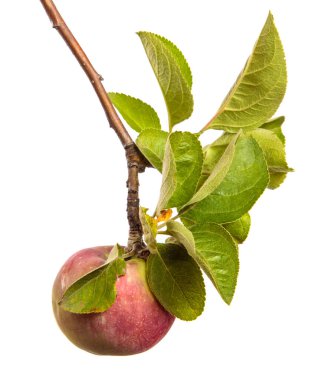 Beyaz arka planda bir dalda olgun sulu elmalar