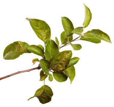 Beyaz arka planda bir dalda olgun sulu elmalar