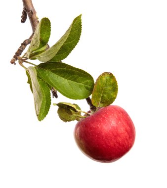 Beyaz arka planda bir dalda olgun sulu elmalar