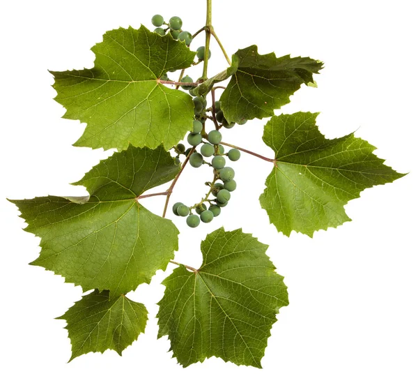 Green Vine Leaves White Background — Stock Photo, Image