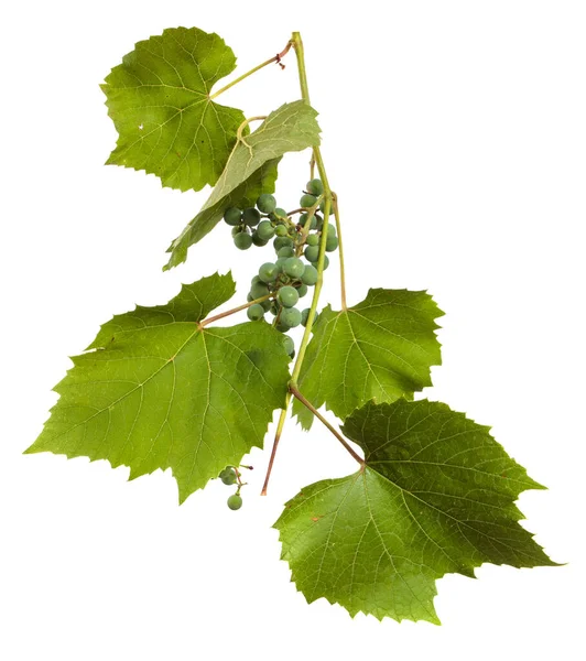 Green Vine Leaves White Background — Stock Photo, Image