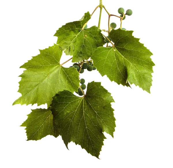 Green Vine Leaves White Background — Stock Photo, Image