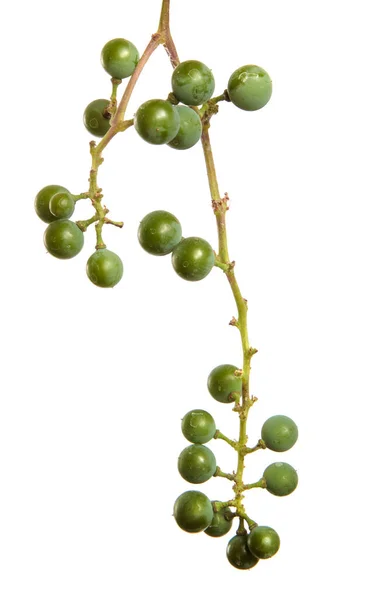 Beyaz Arkaplanda Yeşil Üzüm Demeti — Stok fotoğraf