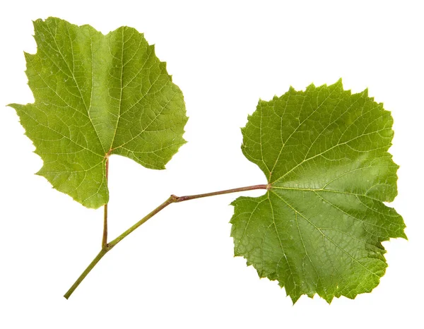 Gröna Vinblad Vit Bakgrund — Stockfoto