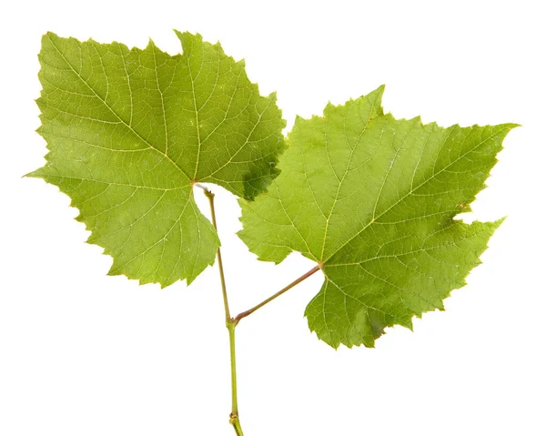 Hojas Vid Verde Sobre Fondo Blanco — Foto de Stock