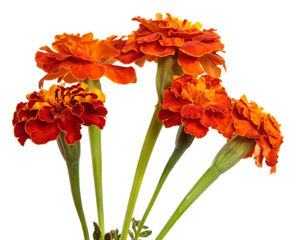 Bunga Orange Marigold Pada Latar Belakang Putih — Stok Foto