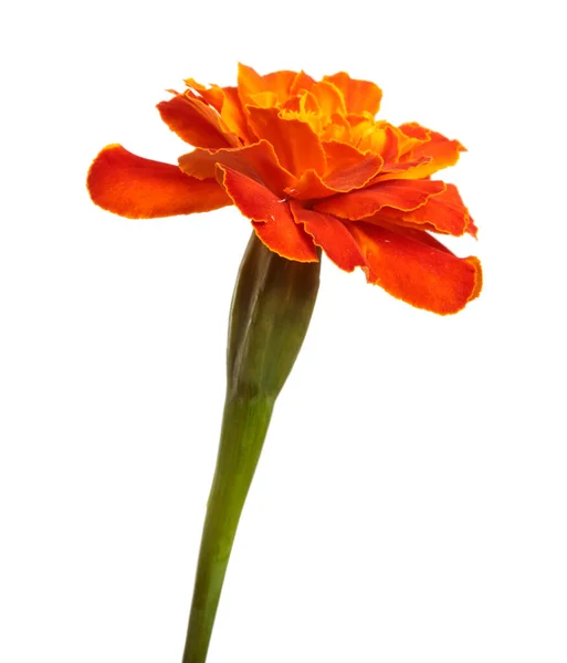 Virágzó Narancs Körömvirág Fehér Alapon — Stock Fotó