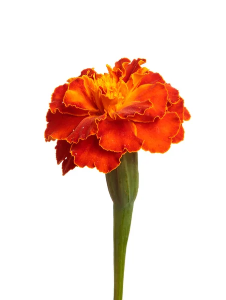 Bloeiende Oranje Goudsbloemen Een Witte Achtergrond — Stockfoto