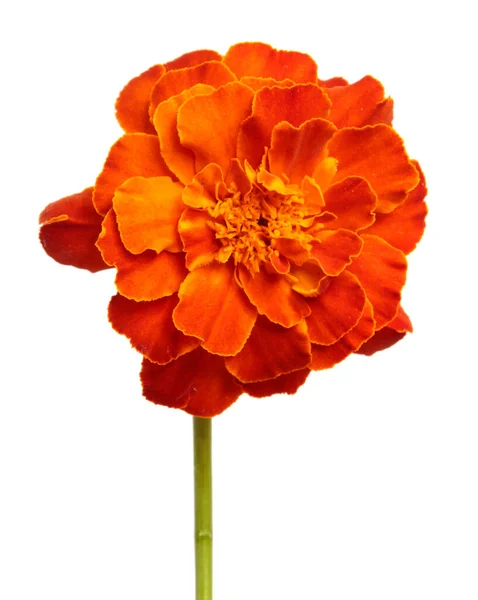 Bunga Orange Marigold Pada Latar Belakang Putih — Stok Foto