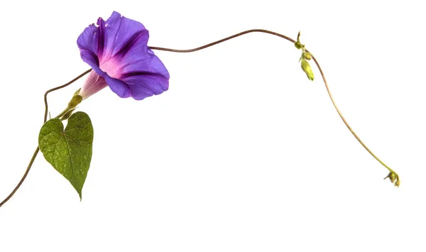 Floreciendo Púrpura Mañana Gloria Sobre Fondo Blanco — Foto de Stock