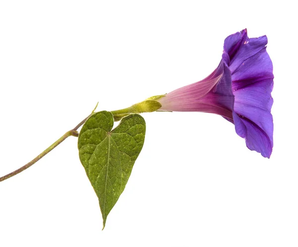 Floreciendo Púrpura Mañana Gloria Sobre Fondo Blanco — Foto de Stock