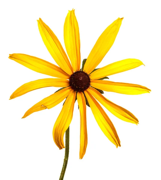 Blooming Yellow Flower White Background — Stock Photo, Image