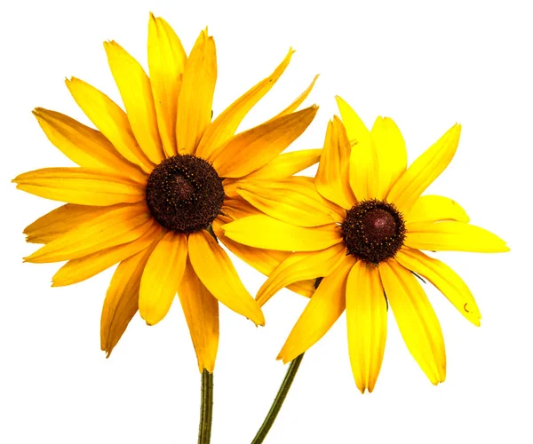 Kukkiva Keltainen Kukka Valkoisella Taustalla — kuvapankkivalokuva
