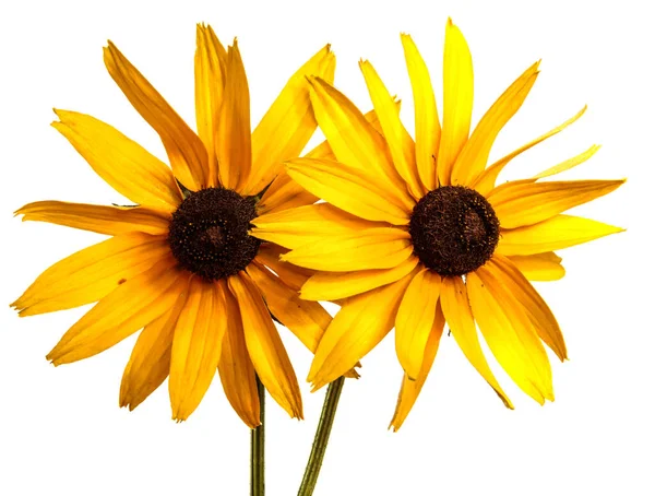 Kvetoucí Žlutá Květina Bílém Pozadí — Stock fotografie