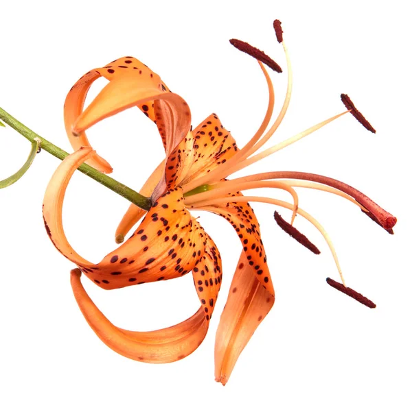 Beyaz Arka Planda Çiçek Açan Turuncu Kaplan Zambağı — Stok fotoğraf