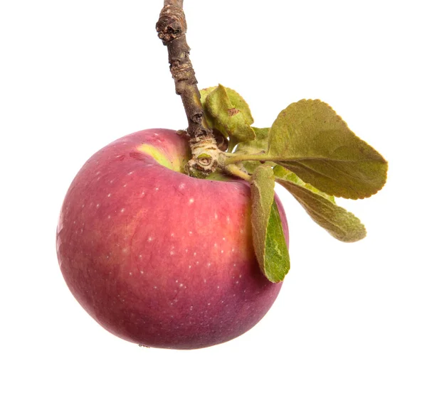 Rijp Sappige Appels Een Tak Een Witte Achtergrond — Stockfoto