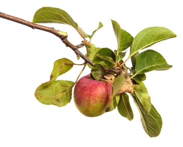 Rijp Sappige Appels Een Tak Een Witte Achtergrond — Stockfoto