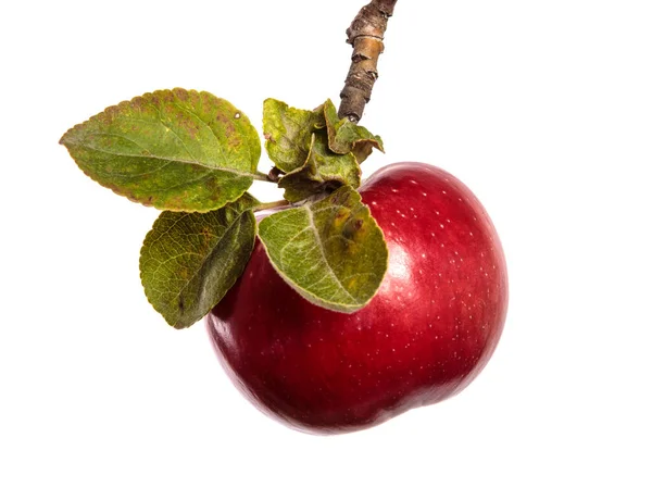 Pommes Juteuses Mûres Sur Une Branche Sur Fond Blanc — Photo