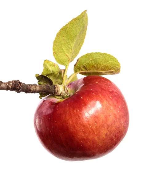 Pommes Juteuses Mûres Sur Une Branche Sur Fond Blanc — Photo