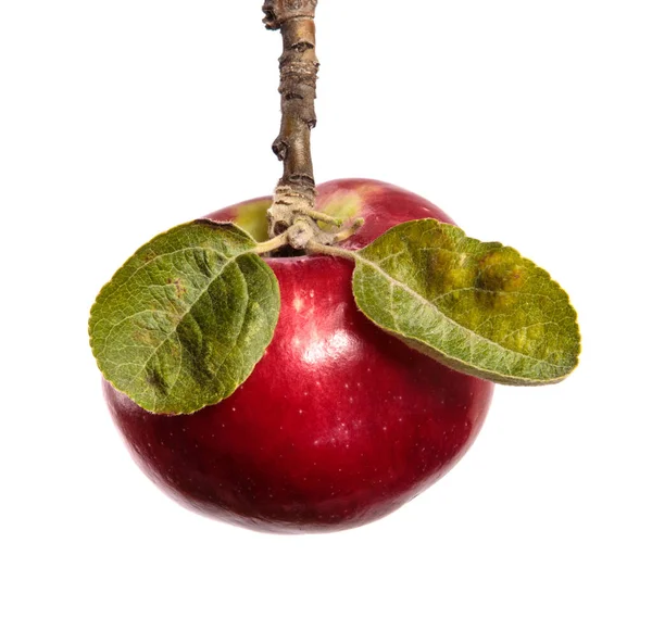 Rijp Sappige Appels Een Tak Een Witte Achtergrond — Stockfoto