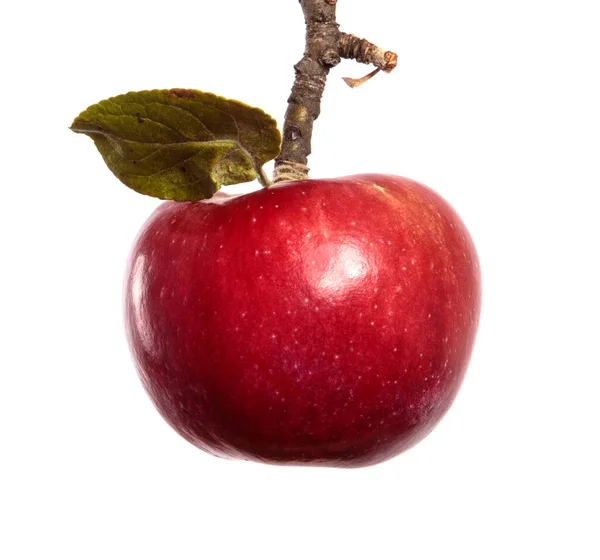 Rijp Sappige Appels Een Tak Een Witte Achtergrond — Stockfoto