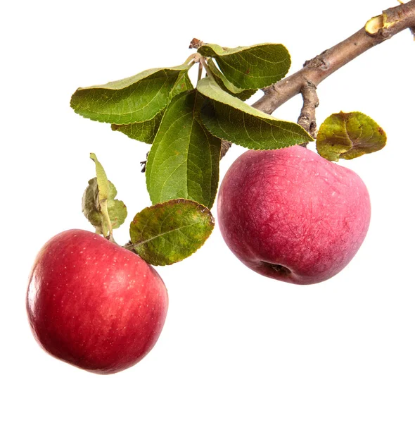 Mogna Saftiga Äpplen Gren Vit Bakgrund — Stockfoto