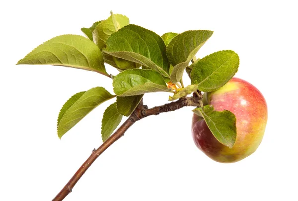 Manzanas Jugosas Maduras Una Rama Sobre Fondo Blanco Imagen de archivo