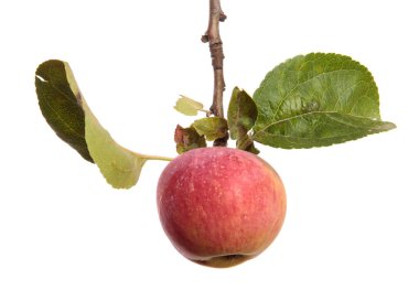 Beyaz arka planda bir dalda olgun sulu elmalar