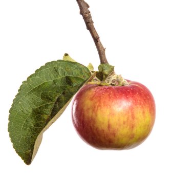 Beyaz arka planda bir dalda olgun sulu elmalar