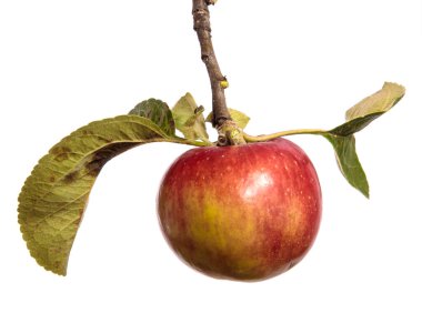 Beyaz arka planda bir dalda olgun sulu elmalar