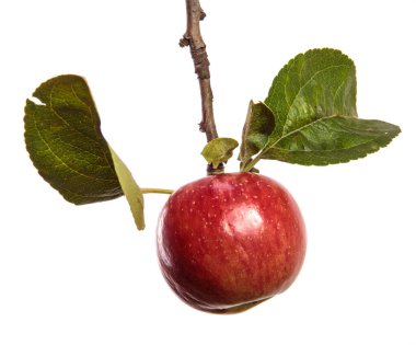 Beyaz arka planda bir dalda olgun sulu elmalar