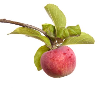 Beyaz arka planda bir dalda olgun sulu elmalar