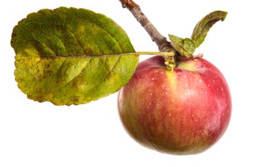 Beyaz arka planda bir dalda olgun sulu elmalar