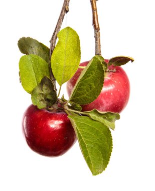 Beyaz arka planda bir dalda olgun sulu elmalar