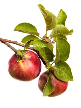 Beyaz arka planda bir dalda olgun sulu elmalar