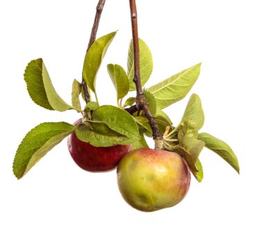 Beyaz arka planda bir dalda olgun sulu elmalar