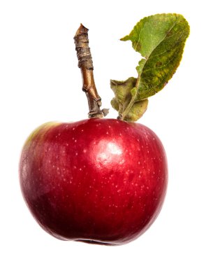 Beyaz arka planda bir dalda olgun sulu elmalar